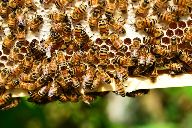 Leygonie et son matériel pour apiculteurs